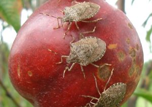 Destruction of Fruit from Sting Bugs