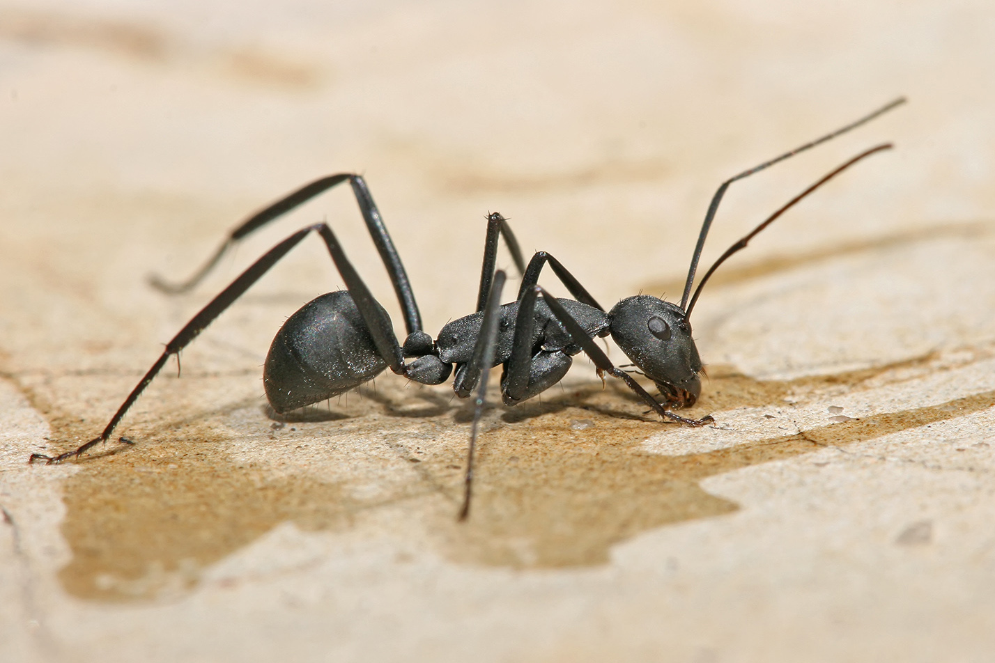 Carpenter Ant - Sergio's Pest Control, Bloomfield, MI