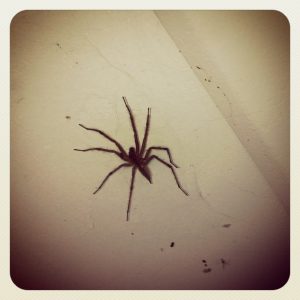 Giant Spider in basement.