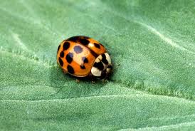  Asiatisk lady beetle, ladybug