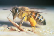 Africanized bee