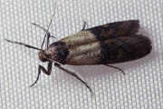 Indian Meal Moth Adult